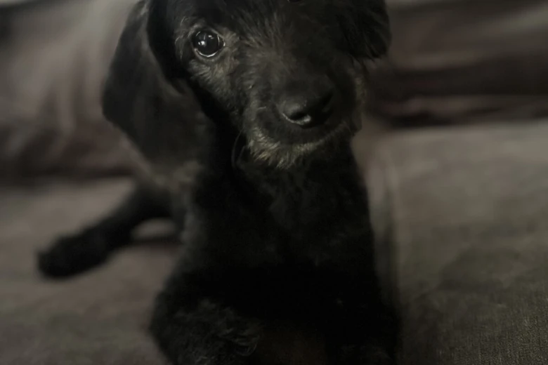 Labradoodle