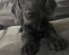 Labradoodle