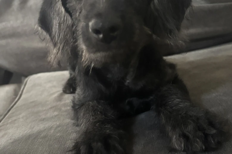 Labradoodle