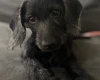 Labradoodle