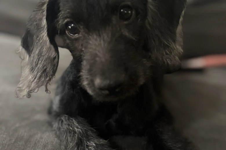 Labradoodle