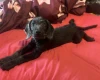 Labradoodle