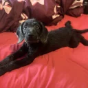 Labradoodle