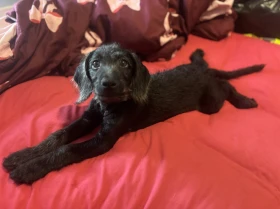 Labradoodle
