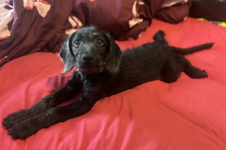Labradoodle
