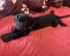 Labradoodle