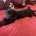 Labradoodle