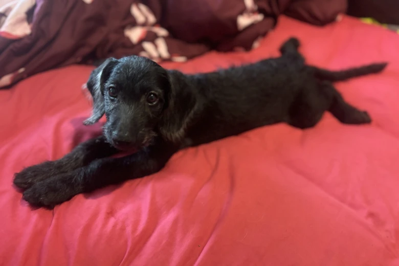 Labradoodle