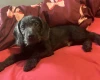 Labradoodle