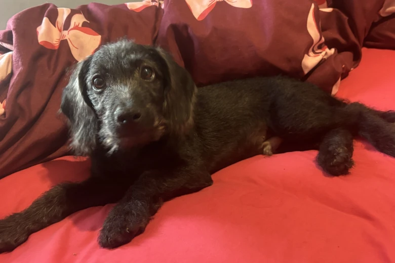 Labradoodle