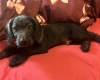 Labradoodle
