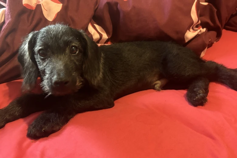 Labradoodle