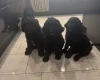 Labradoodle