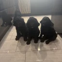 Labradoodle