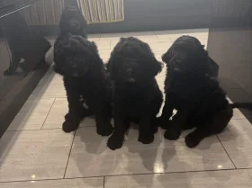 Labradoodle