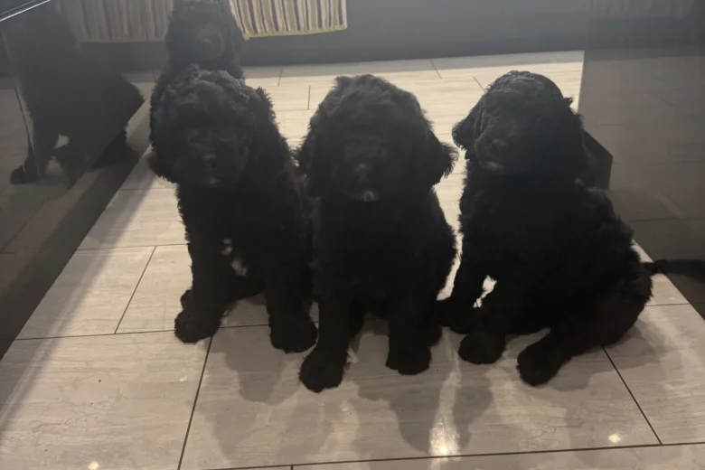 Labradoodle