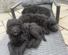 Labradoodle