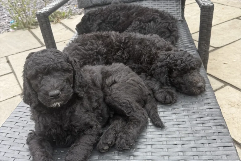 Labradoodle