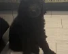 Labradoodle