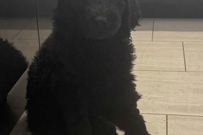 Labradoodle