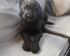 Labradoodle