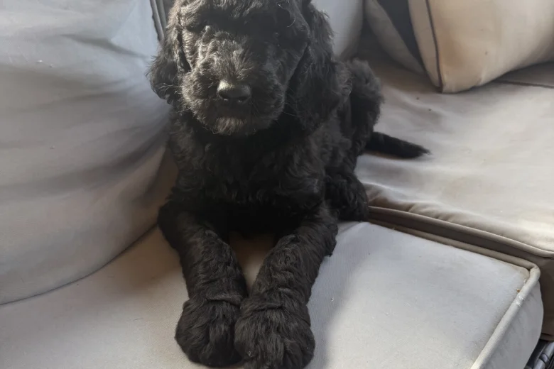 Labradoodle
