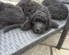 Labradoodle