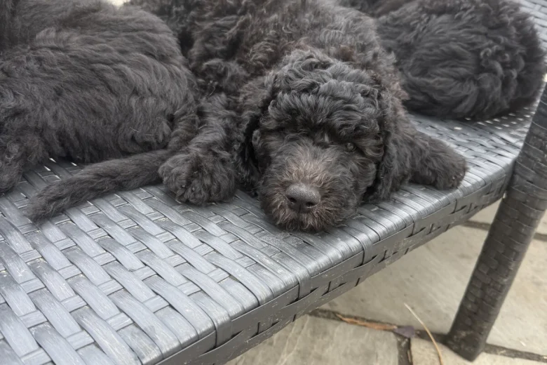 Labradoodle