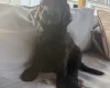 Labradoodle