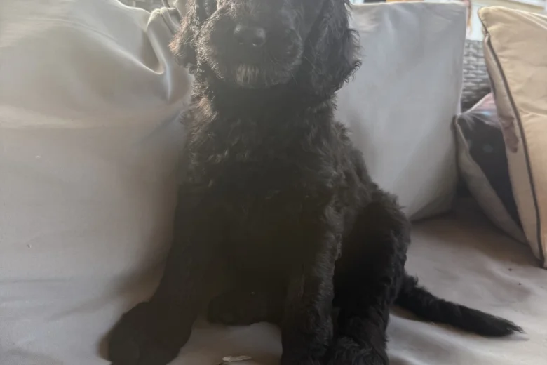 Labradoodle