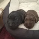 Labradoodle