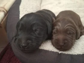 Labradoodle