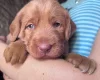 Labradoodle