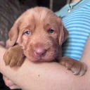 Labradoodle