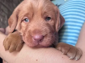 Labradoodle
