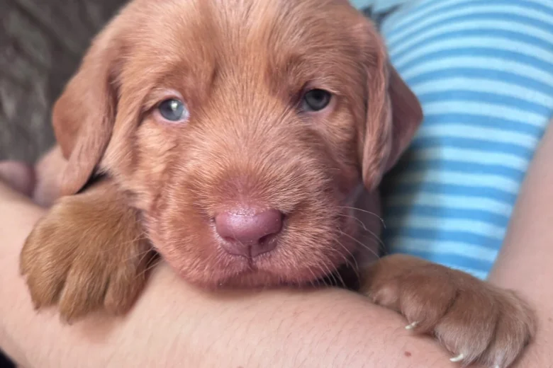 Labradoodle