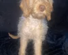 Labradoodle