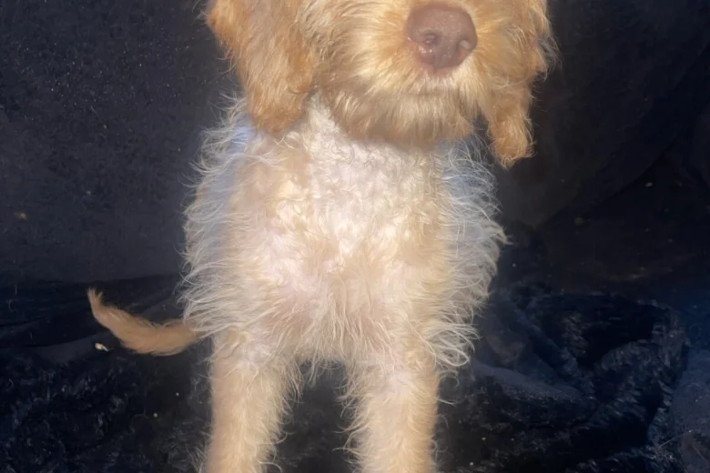 Labradoodle