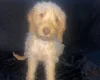 Labradoodle