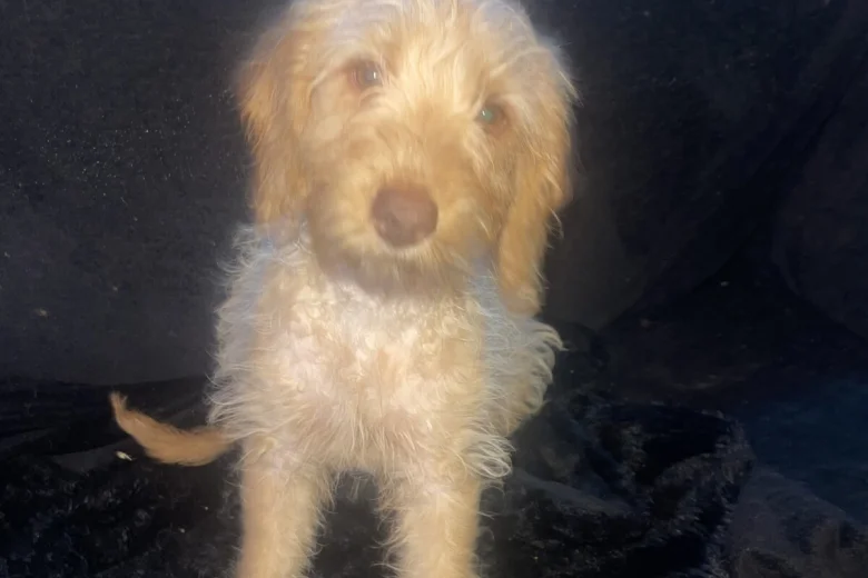 Labradoodle
