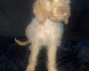Labradoodle