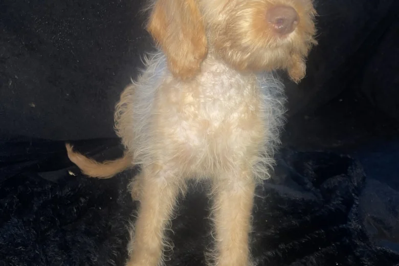 Labradoodle