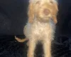 Labradoodle