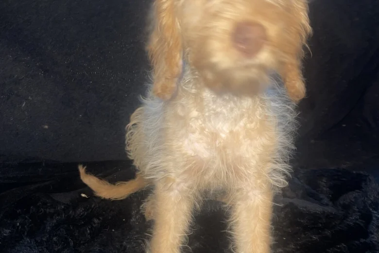Labradoodle