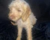 Labradoodle
