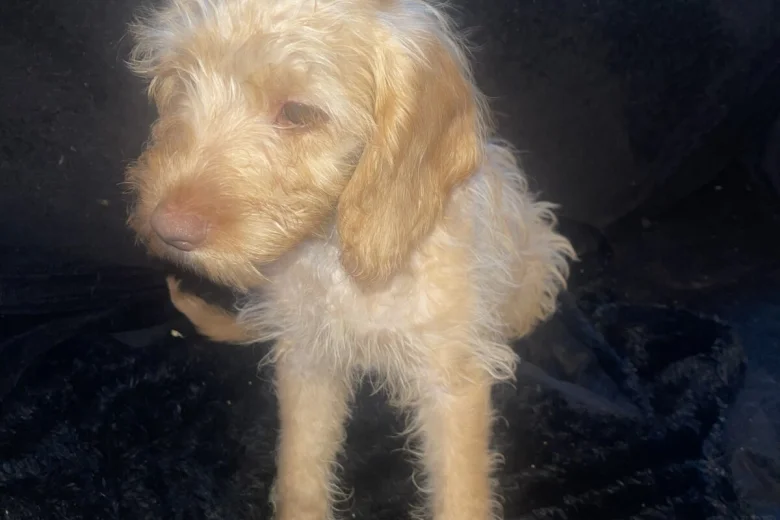 Labradoodle