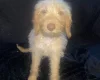 Labradoodle