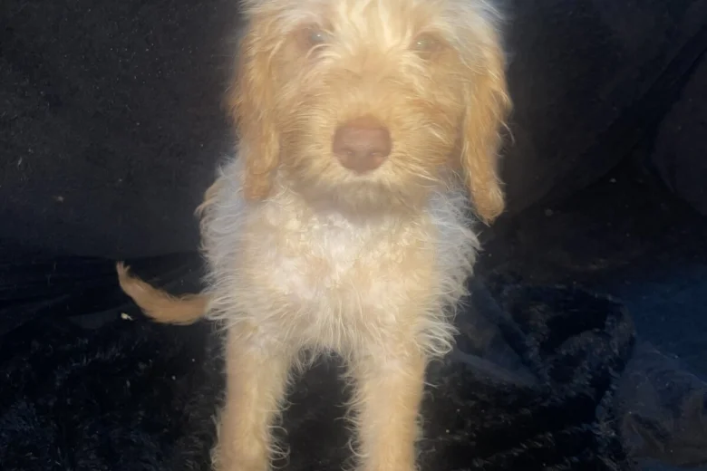 Labradoodle