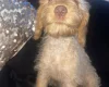 Labradoodle