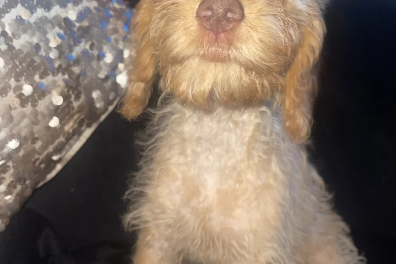 Labradoodle